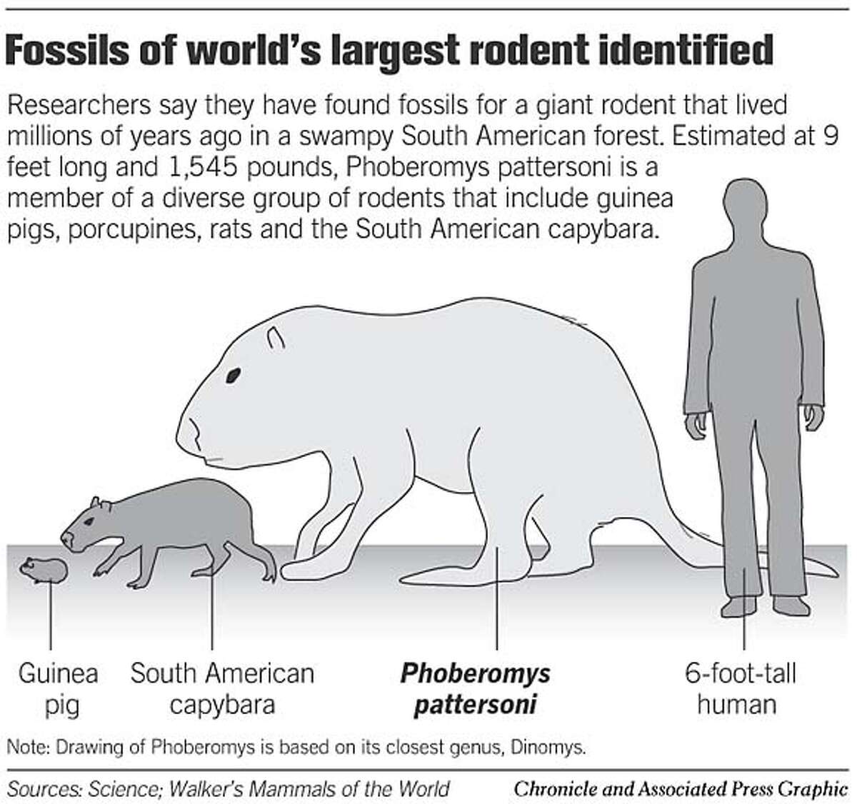 rodent fossils stir scientists / Relative of gives researchers evolutionary pause
