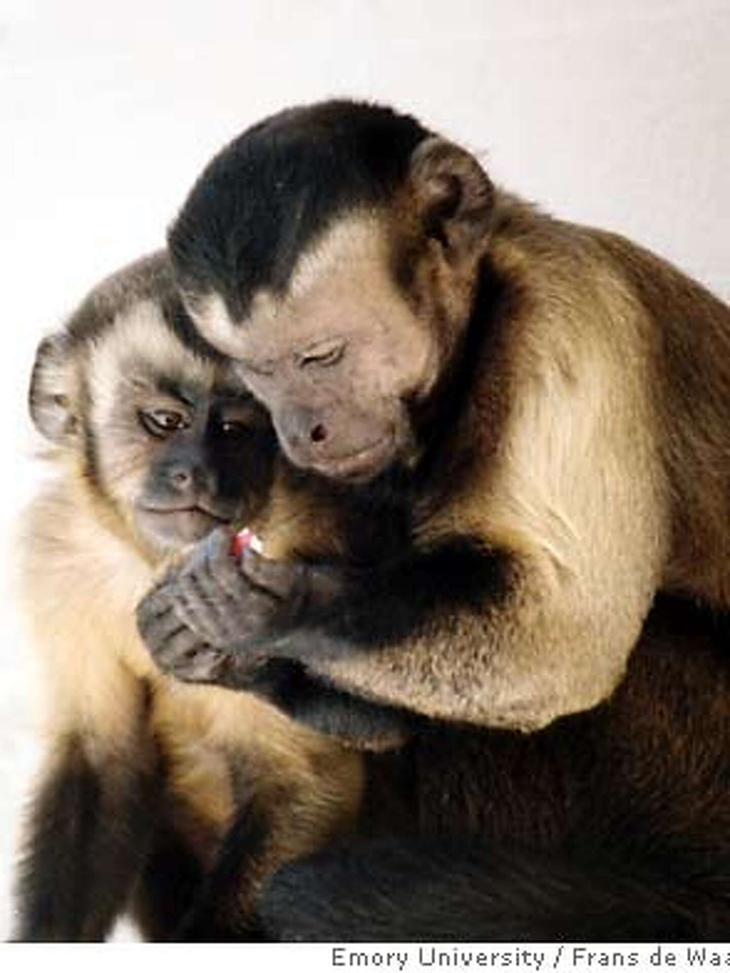 monkeys-show-affinity-for-tough-union-tactics-study-finds-they-ll-go