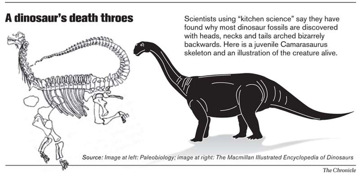 'Kitchen science' reveals dinosaurs died in agony