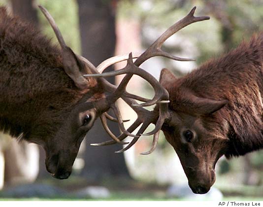 Bull Elk s Mating Call Signals Love Is In The Air