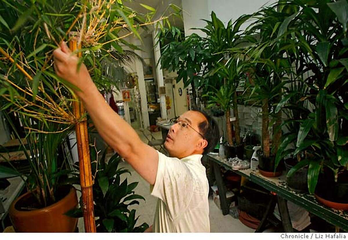 San Francisco Supervisor Ed Jew pruning a bamboo plant at his shop. The plant shop is his family business that has beenaround since 1927. He is being investigated by the FBI for a cash payment he received from businessmen facing city permit problems -- has hired a former federal prosecutor to represent him. Photographed by Liz Hafalia/The Chronicle/San Francisco/6/5/07 **Ed Jew cq