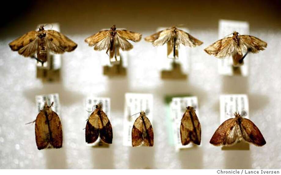Large Moth Crossword Clue