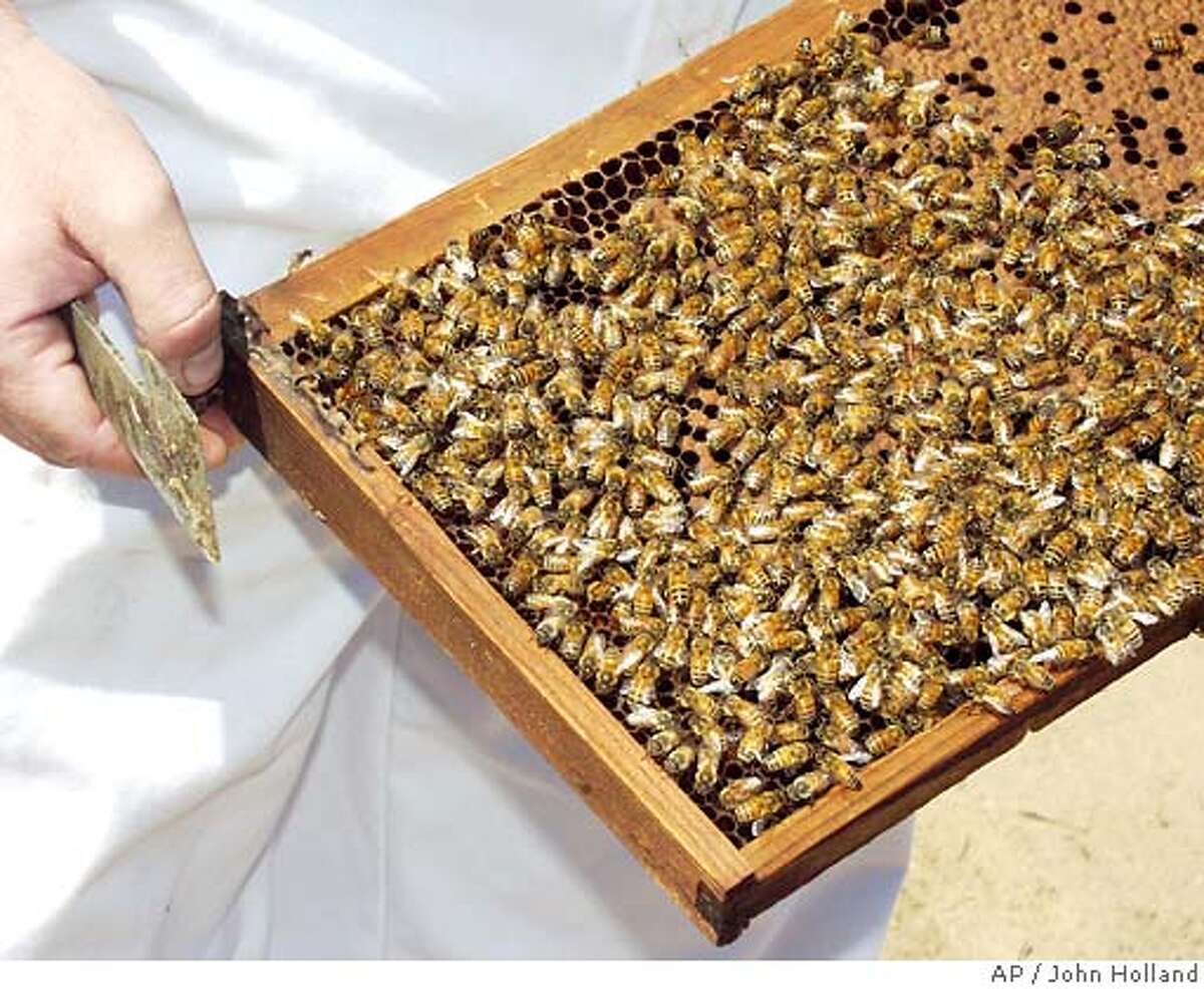 A frame full of pollinating bees is seen during a gathering at a watermelon field near Livingston, Calif., Thursday, May 31, 2007. U.S. beekeepers in the past few months have lost one-quarter of their colonies or about five times the normal winter losses. The problem started in November and seems to have spread to at least 27 states, with similar collapses reported in Brazil, Canada and parts of Europe. (AP Photo/Modesto Bee, John Holland) ** MAGS OUT, TV OUT, NO SALES ** MAGS OUT, TV OUT, NO SALES