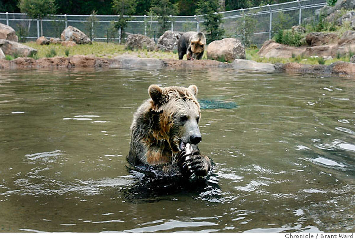 Environmental group wants to bring the grizzly bear back to California