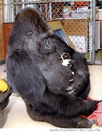 Koko, the beloved gorilla knew sign language, at age 46