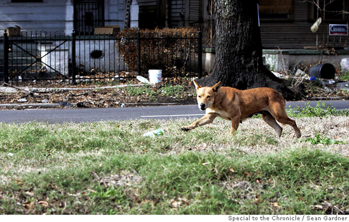 The dogs of New Orleans / After all the human tragedy, pets left behind