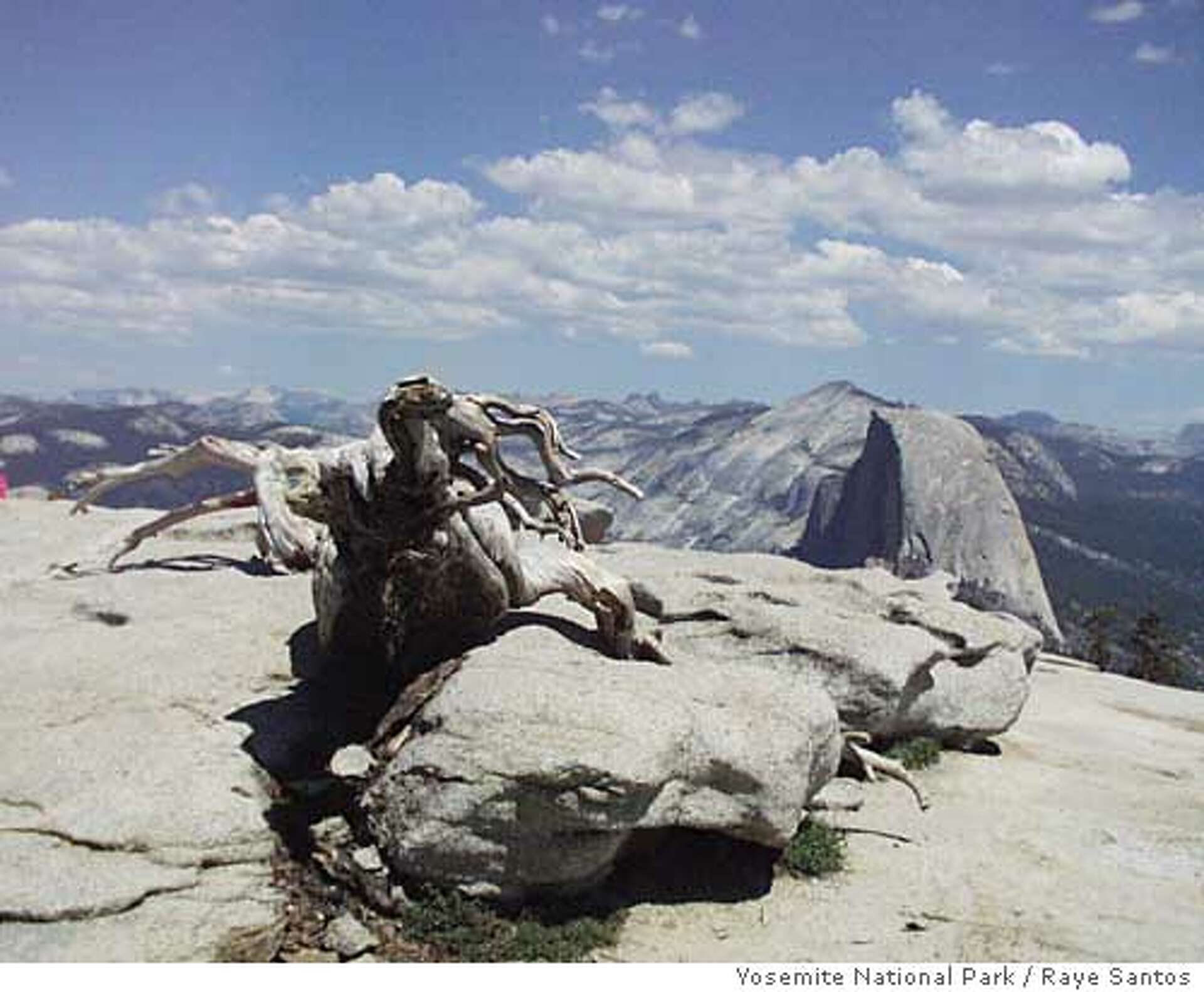 Yosemite landmark falls / Sentinel Dome's oft-photographed Jeffrey pine ...