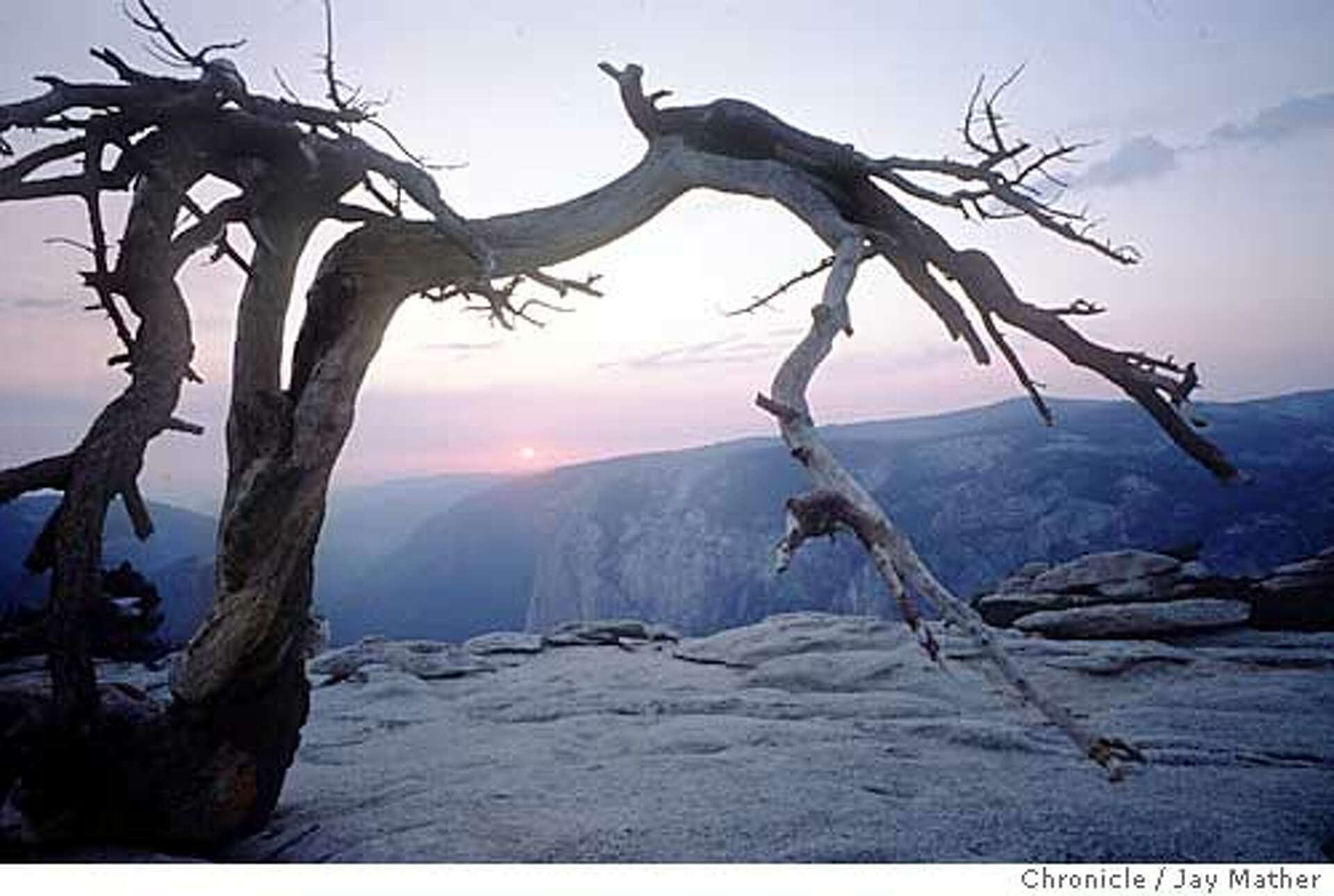 Yosemite landmark falls / Sentinel Dome's oft-photographed Jeffrey pine ...