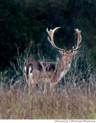 Easy Target / There's a plan afoot to eradicate the white fallow deer ...