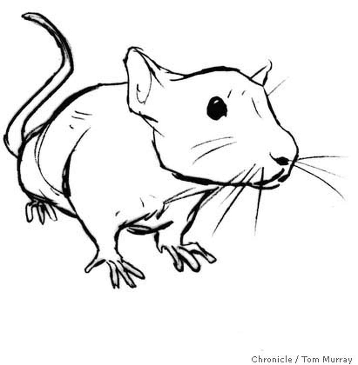 PINKTAILED / Rats! / One woman's vermin is another's pet