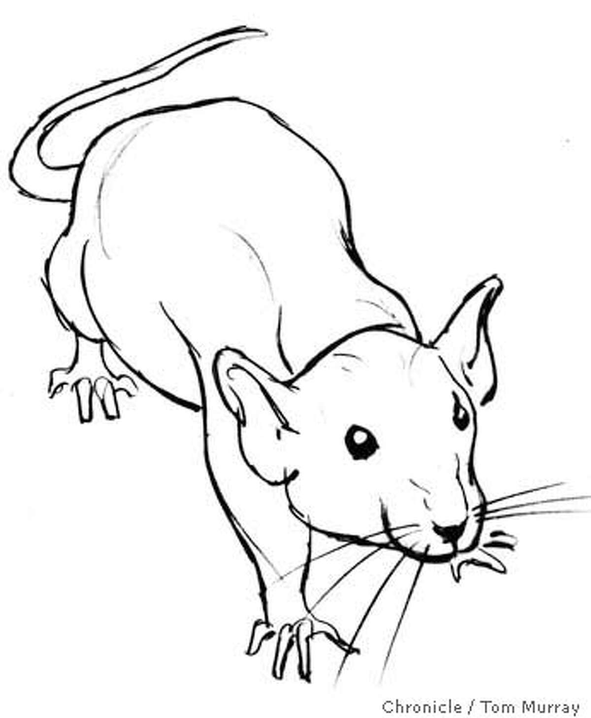 PINK-TAILED / Rats! / One woman's vermin is another's pet