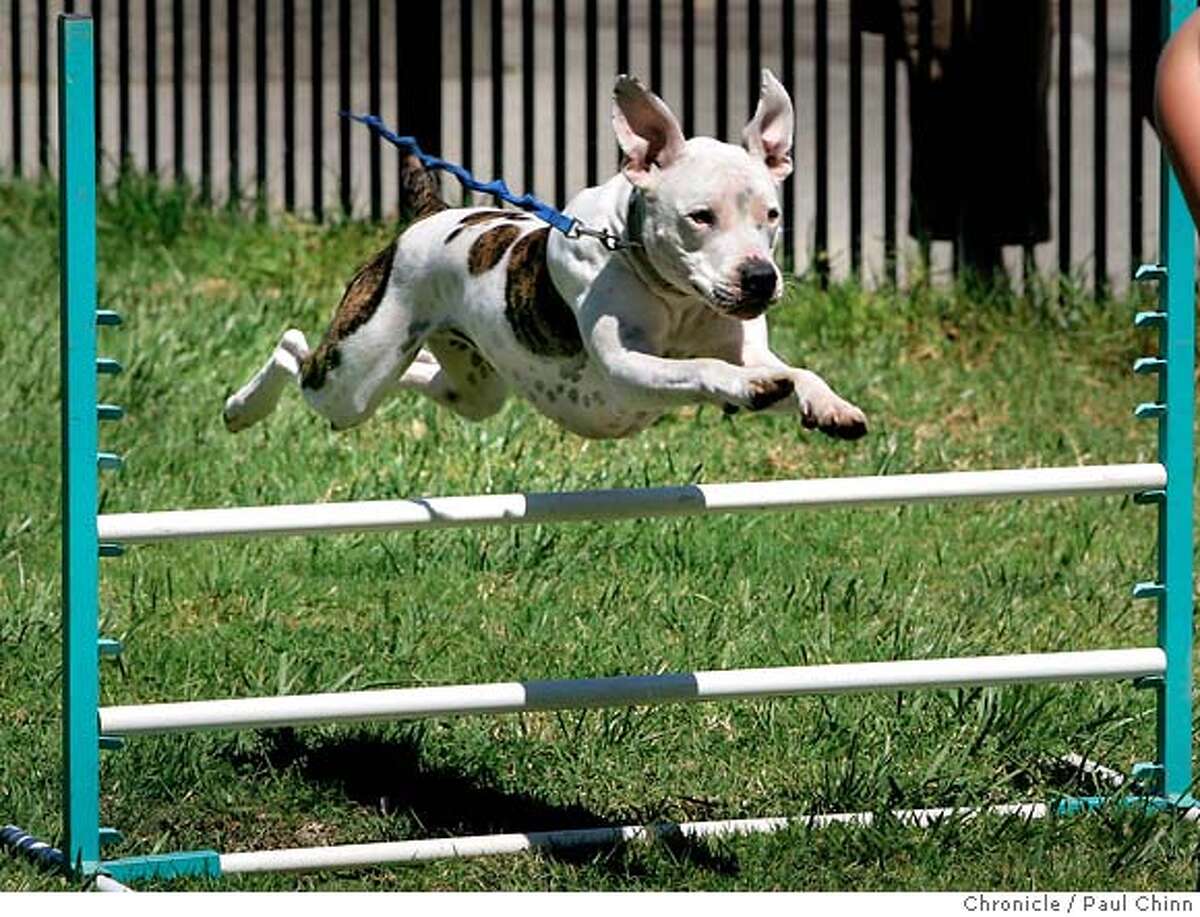A pit bull named Spencer leaps over a hurdle in an agility demonstration. The East Bay SPCA and BAD RAP, Bay Area Dog lovers Responsible About Pit Bulls, held a news conference on 8/10/05 in Oakland, Calif. to announce details of an adoption and education program. PAUL CHINN/The Chronicle