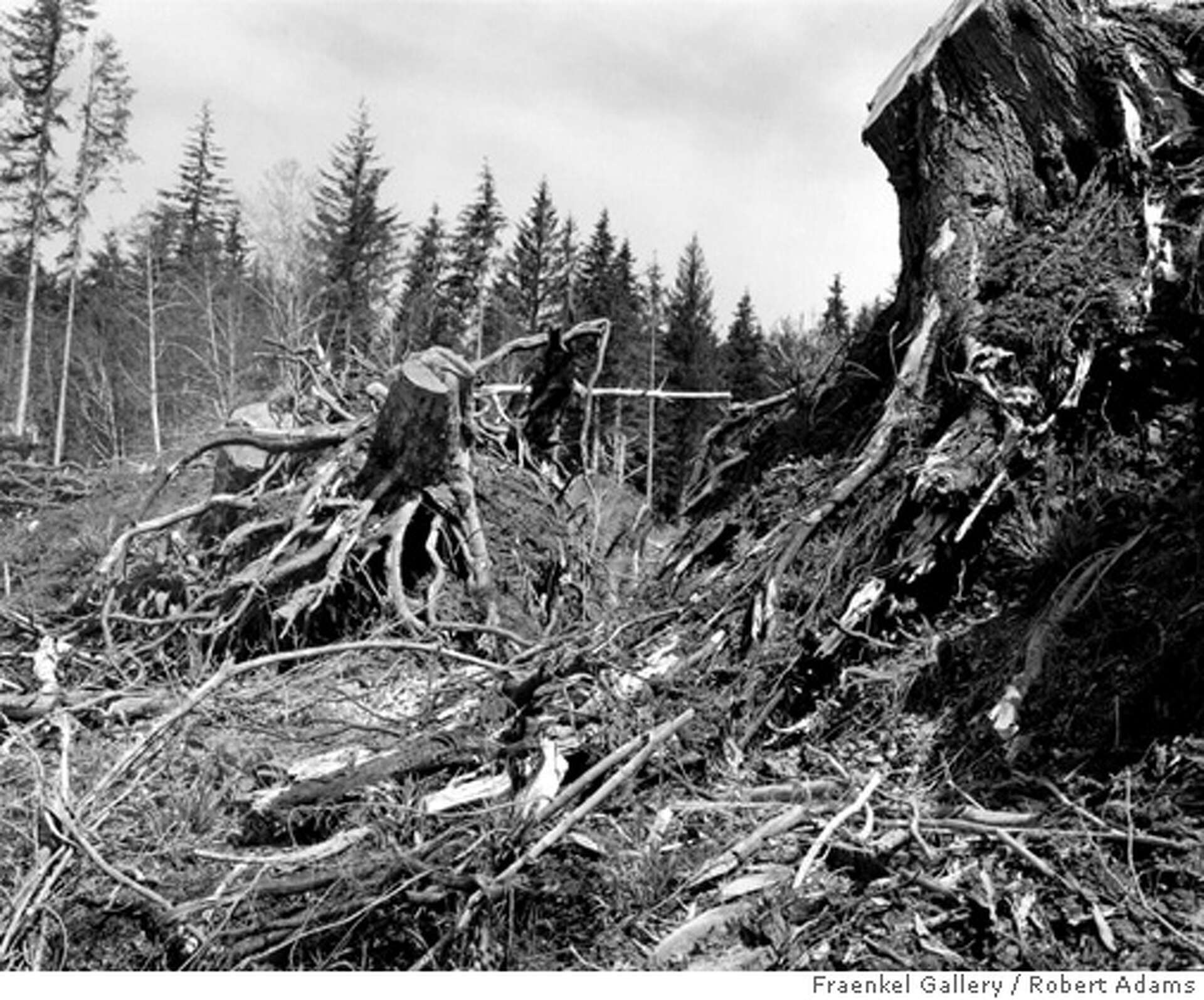 Robert Adams 写真集 Cottonwoods ロバート・アダムズ 写真集 Robert Adams -の商品