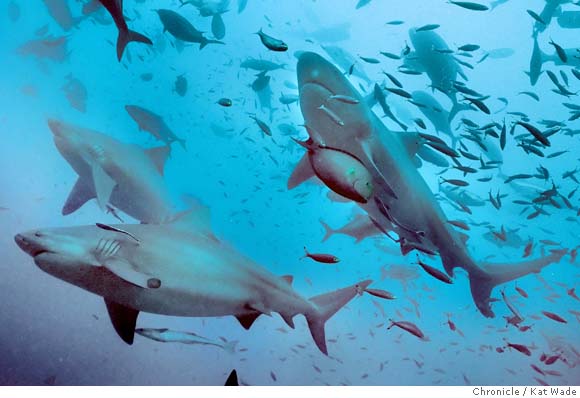 IN DEEP / Despite reigning at the top of their food chain, sharks are