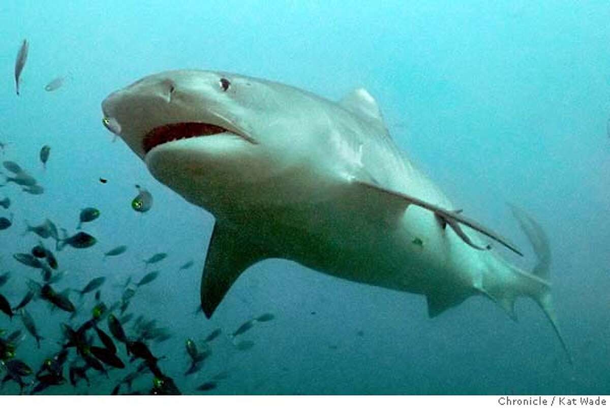 New Orleans aquarium takes in new shark after its cross-country road trip