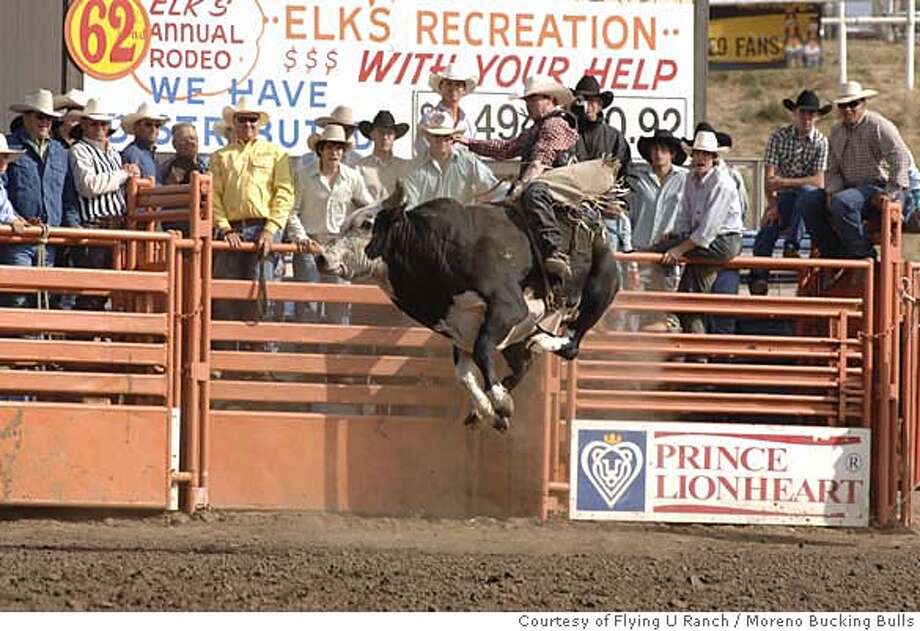 bucking-bulls-reign-over-pro-rodeo-carefully-bred-animal-athletes-can