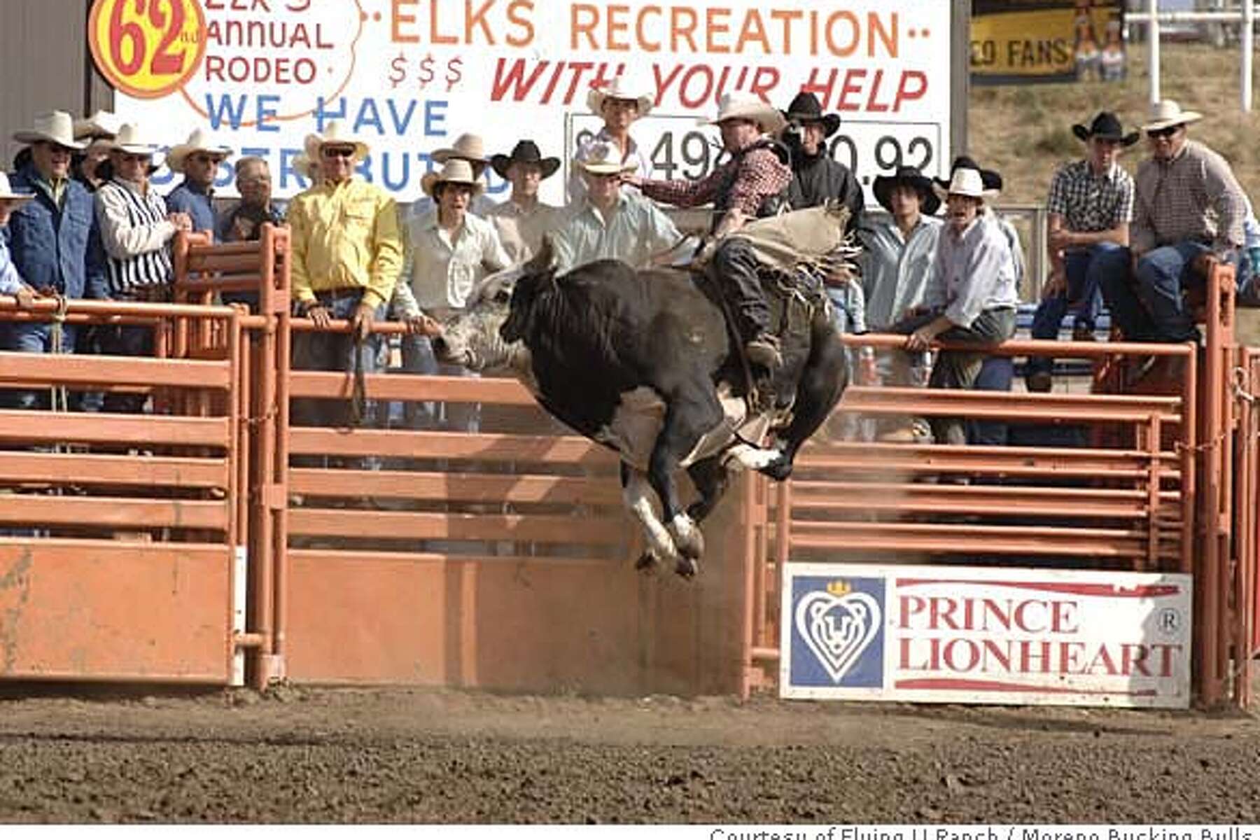 bucking bulls