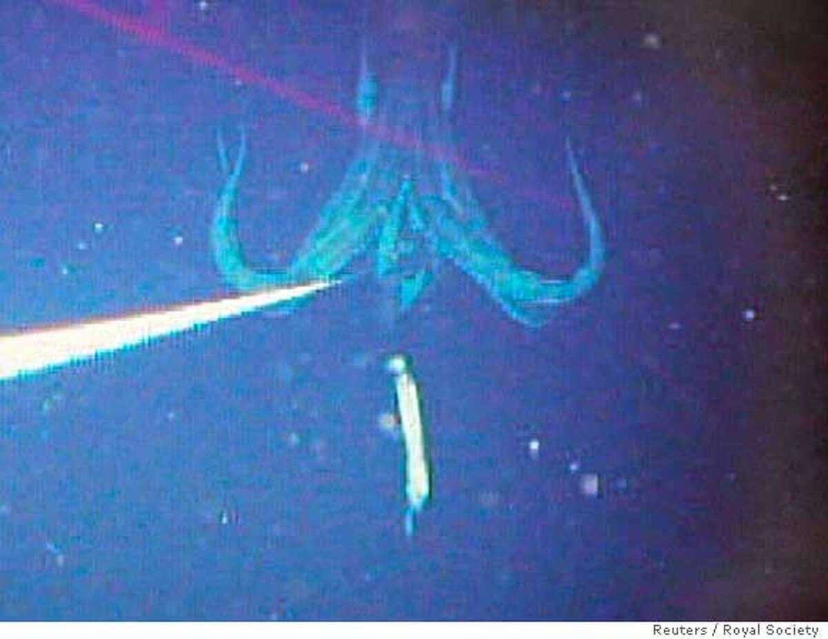 EMBARGOED UNTIL 2301 GMT SEPTEMBER 27, 2005. An undated handout combination image released September 27, 2005 by the Royal Society shows the first photographs of a live giant squid in its natural environment, taken by Japanese scientists in the Pacific Ocean. Until now the only information about the behaviour of the creatures which measure up to 18 m (59 feet) in length has been based on dead or dying squid washed up on shore or captured in commercial fishing nets. To match feature Science-Squid FOR EDITORIAL USE ONLY NO THIRD PARTY SALES NO ARCHIVES REUTERS/Royal Society/Handout Ran on: 09-28-2005 These shots, taken with a robotic camera at a depth of 3,000 feet off the Bonin Islands, south of Tokyo, are the first ever of a live giant squid in its environment. This one is a fairly petite 26 feet long. Ran on: 09-28-2005 These shots, taken with a robotic camera at a depth of 3,000 feet off the Bonin Islands, south of Tokyo, are the first ever of a live giant squid in its environment. This one is a fairly petite 26 feet long. Ran on: 09-28-2005 Ran on: 09-28-2005