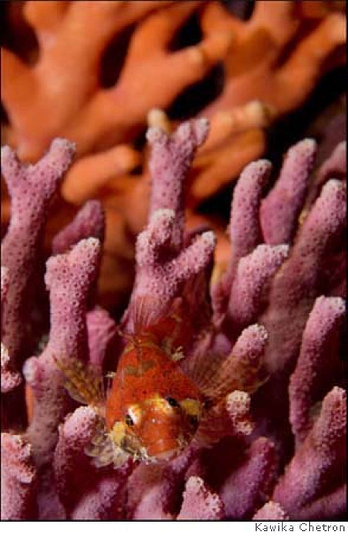 LEGACY OF THE DEEP / Kawika Chetron lived for his time spent at sea