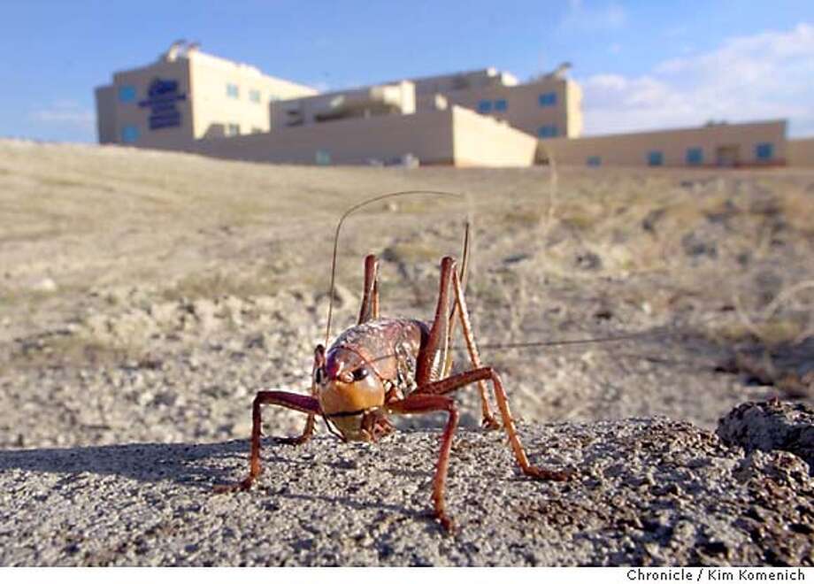 Plague of crickets besieges town / Elko, Nev., residents fight back