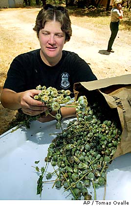 Opium plantation in Sierra / Hiker finds 40,000 poppies in national forest