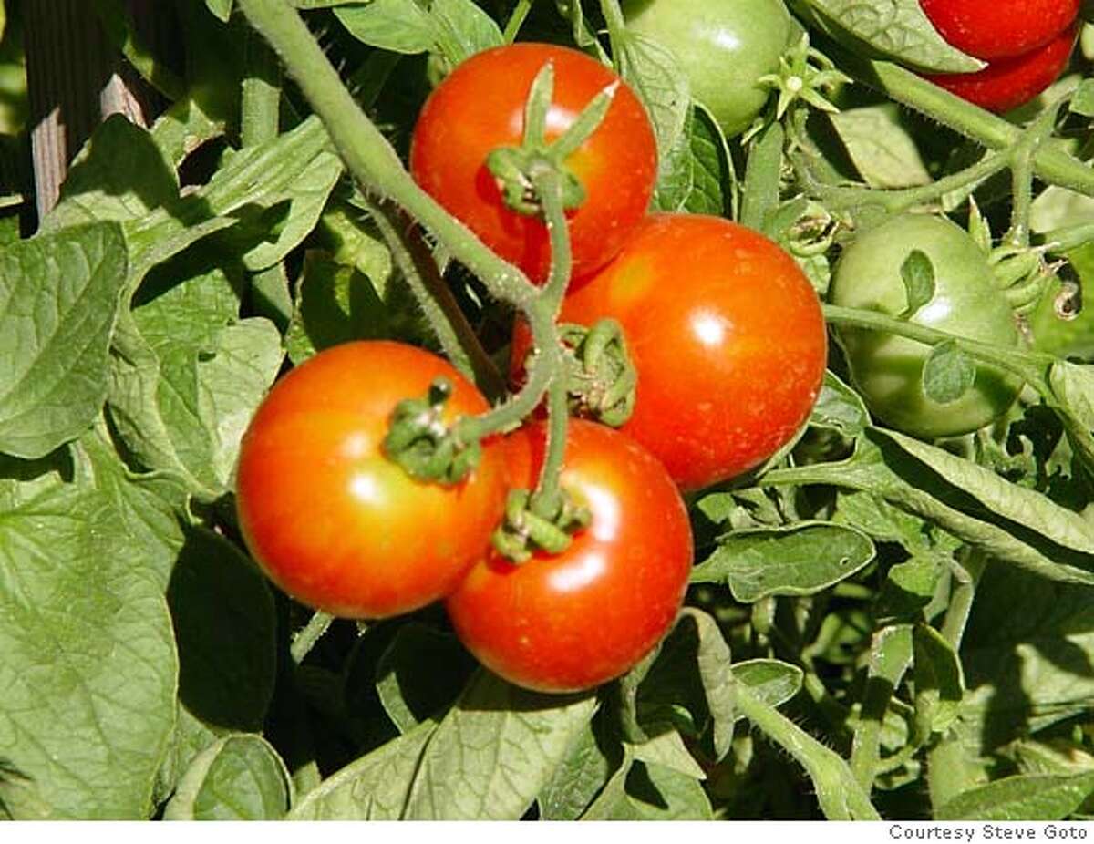 'Glacier' tomatoes could grow in San Francisco's cold weather. Photo courtesy of Steve Goto