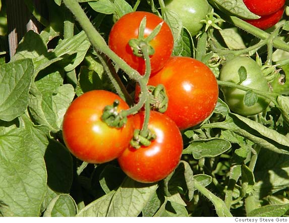 Cool-weather tomatoes extend growing season