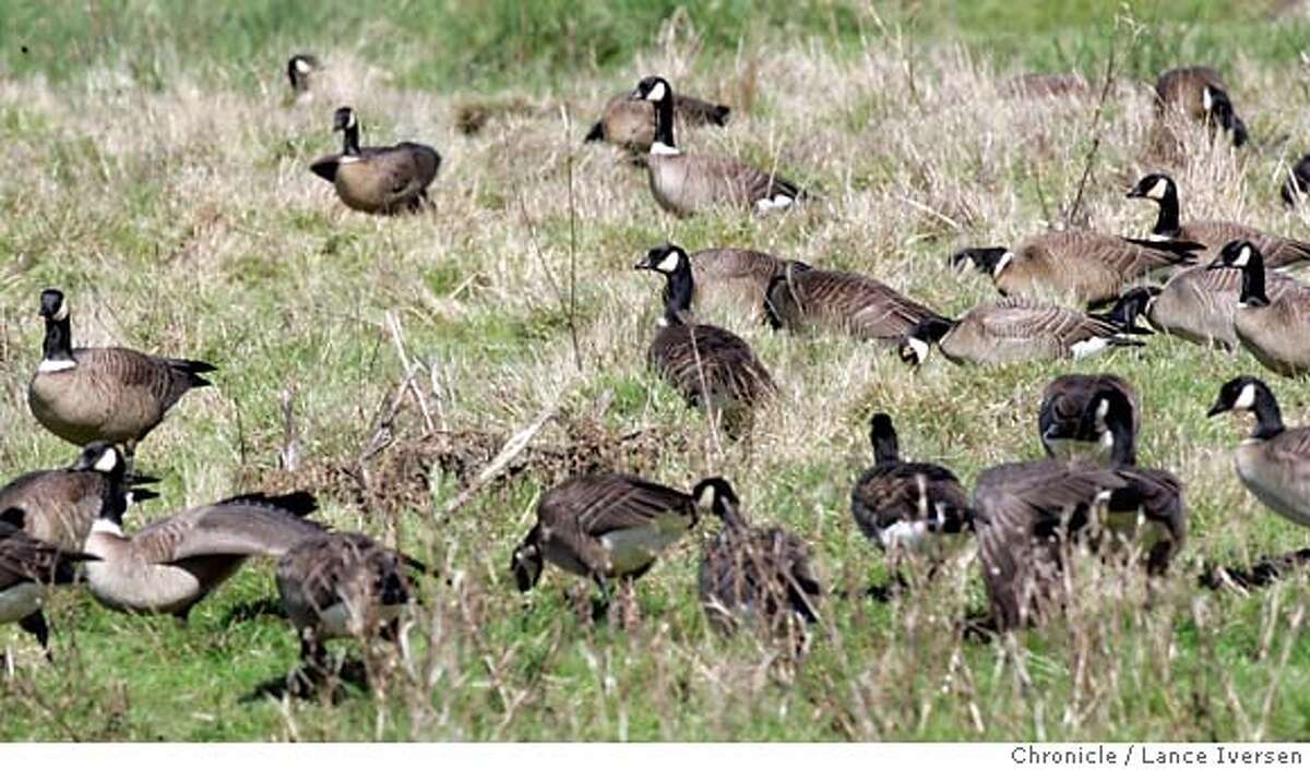 FROM TOO FEW TO TOO MANY / Aleutian goose's rebound a problem for