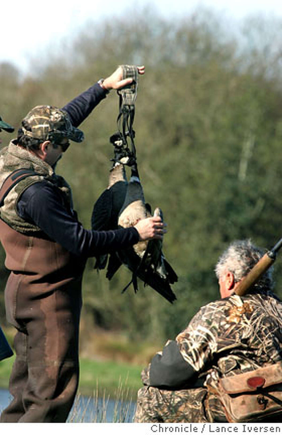 FROM TOO FEW TO TOO MANY / Aleutian goose's rebound a problem for