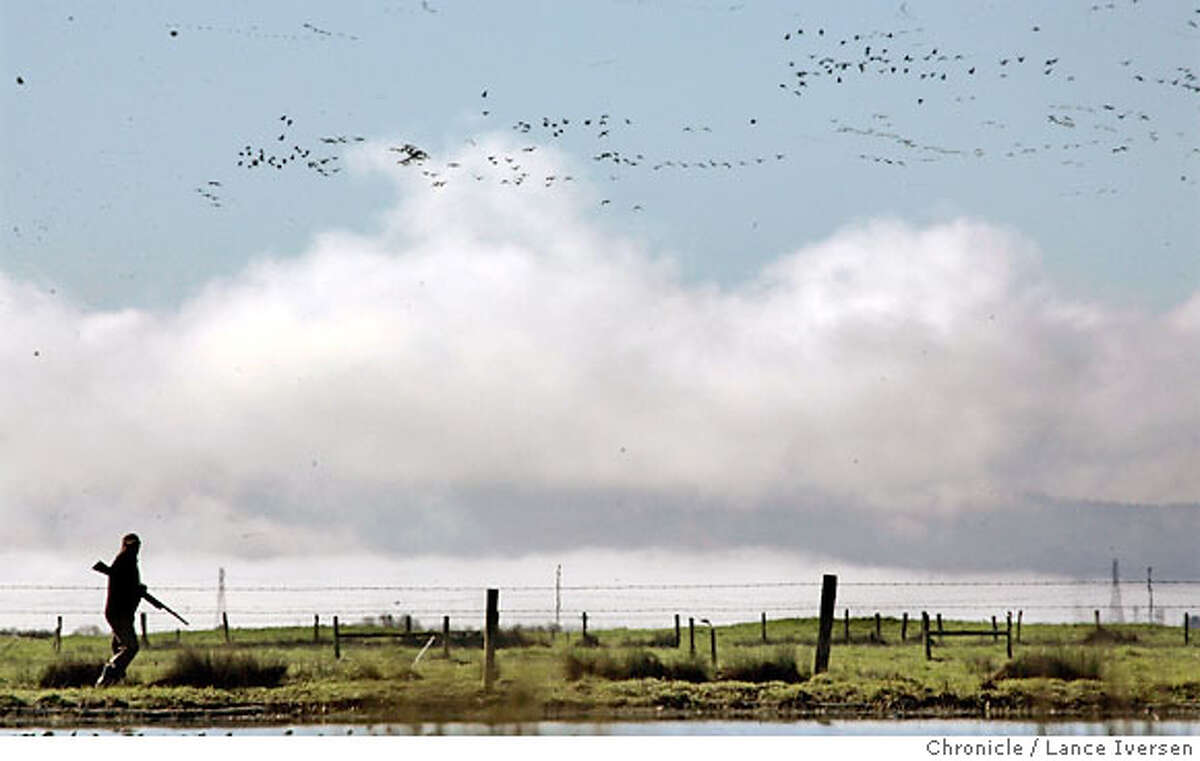 FROM TOO FEW TO TOO MANY / Aleutian goose's rebound a problem for