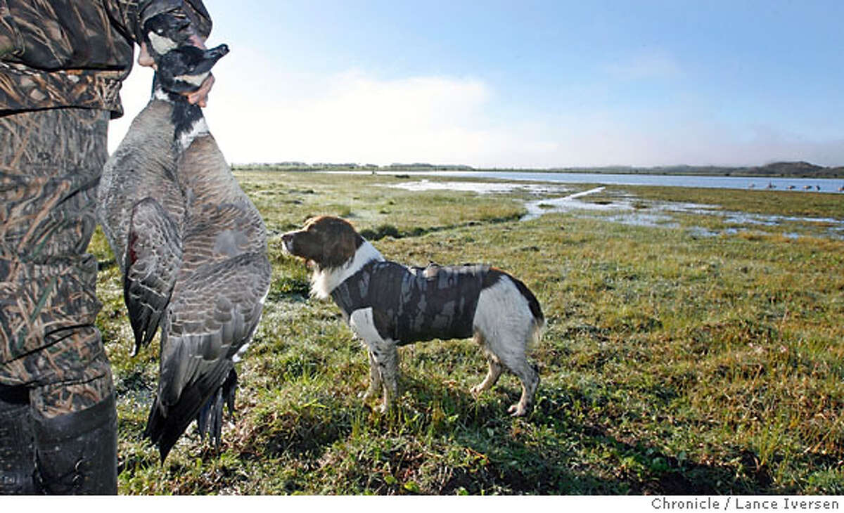 FROM TOO FEW TO TOO MANY / Aleutian goose's rebound a problem for