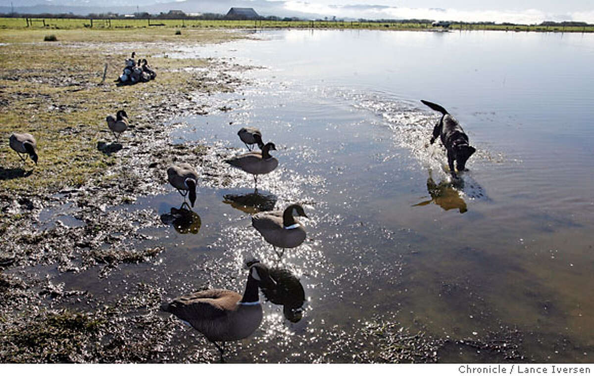 FROM TOO FEW TO TOO MANY / Aleutian goose's rebound a problem for