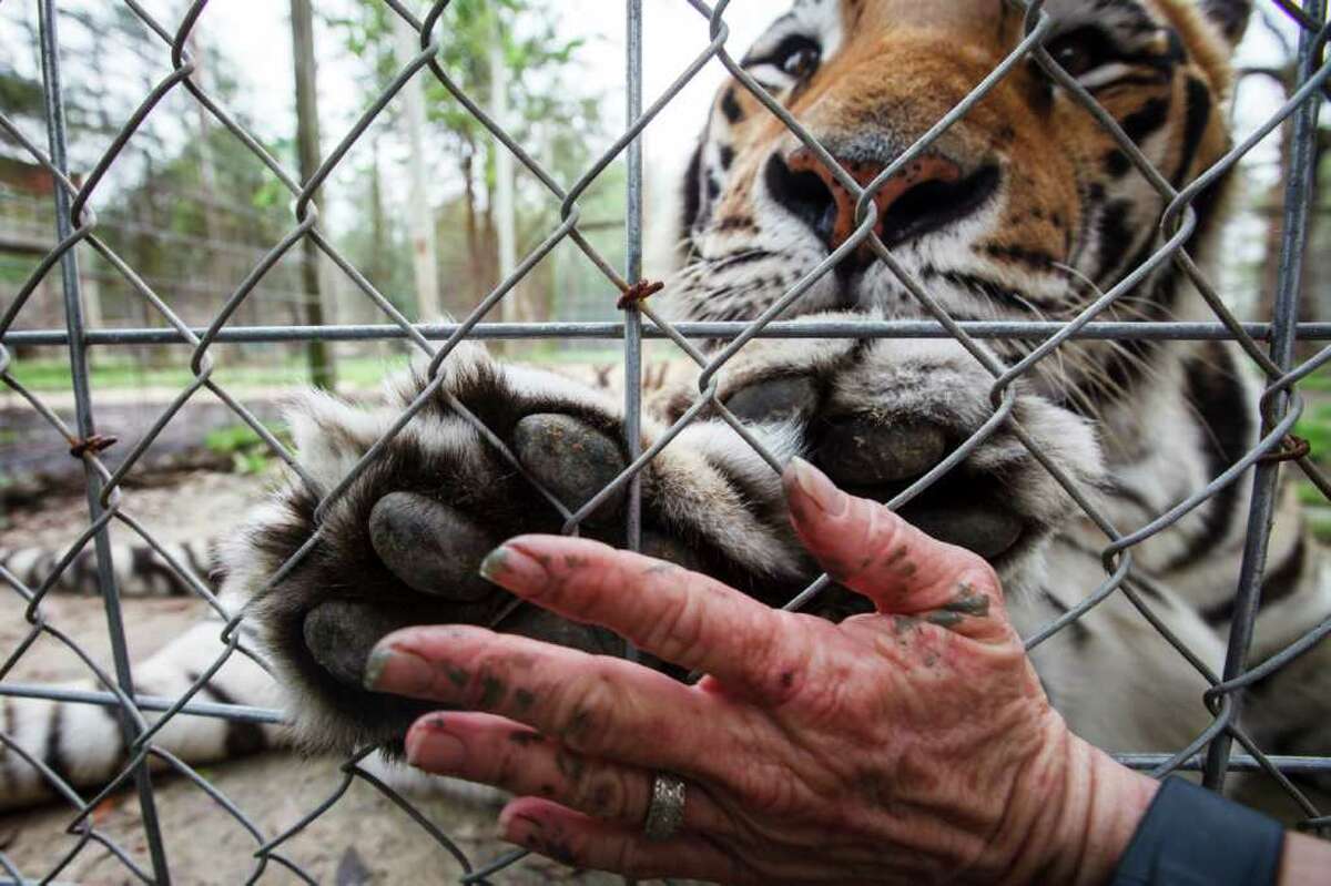 Debora Horner puts her hand up to Shambola's, a 6-year-old Siberian Tiger, at the Exotic Cat Refuge and Wildlife Orphanage, Wednesday, March 14, 2012, in Kirbyville. Shambola is the largest tiger at the Refuge, weighing more than 600 lbs and suffers from having only one functional lung.
