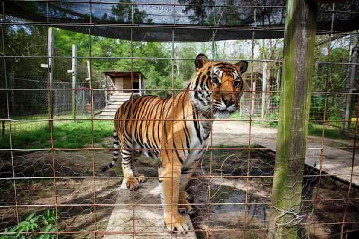 Dangerous exotic animals make home in Texas