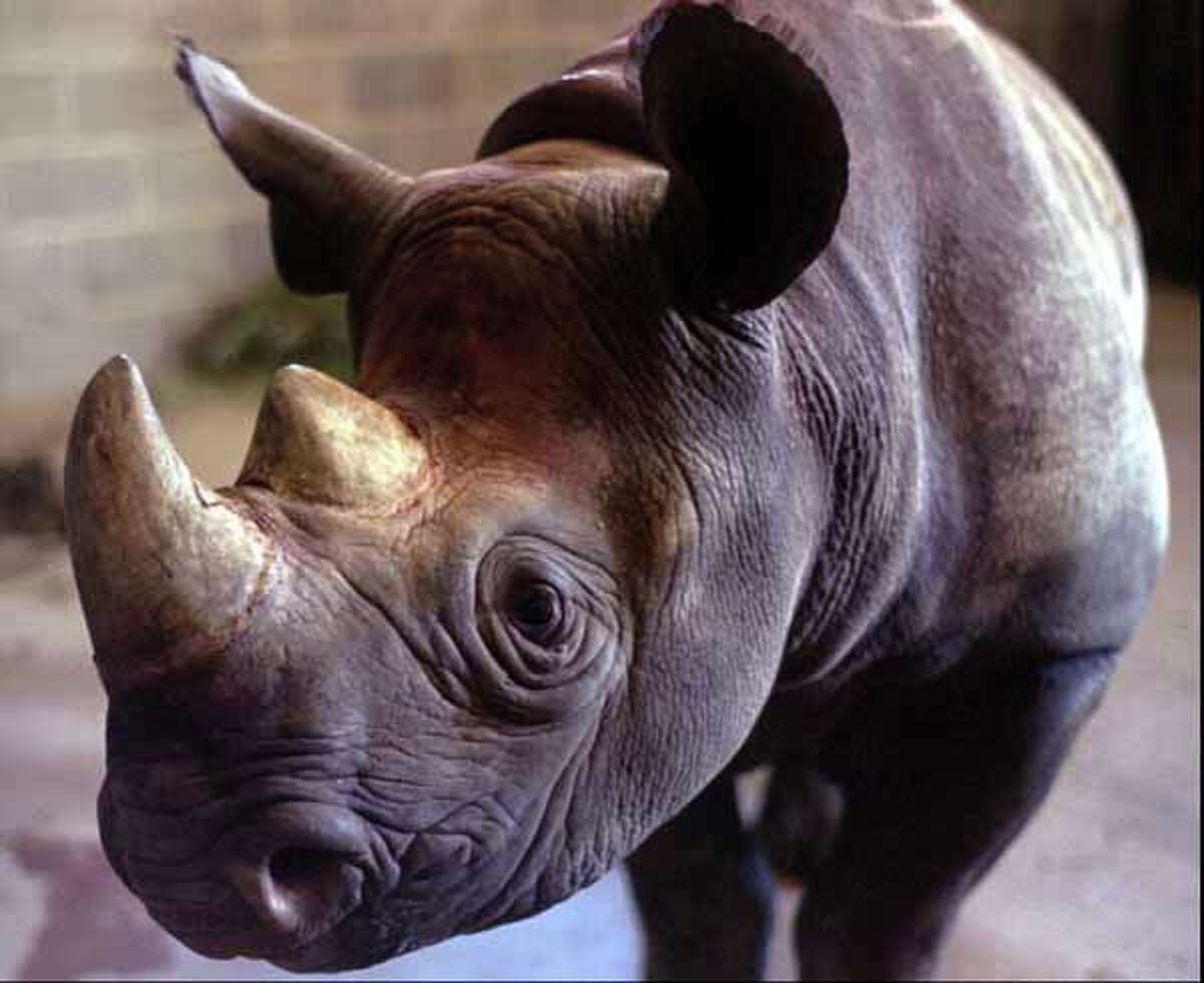 An unnamed rare 20-month-old male black rhinoceros looks around at his new surroundings at the Little Rock Zoo, in Little Rock, Ark., in this Nov. 26, 1996 file photo.