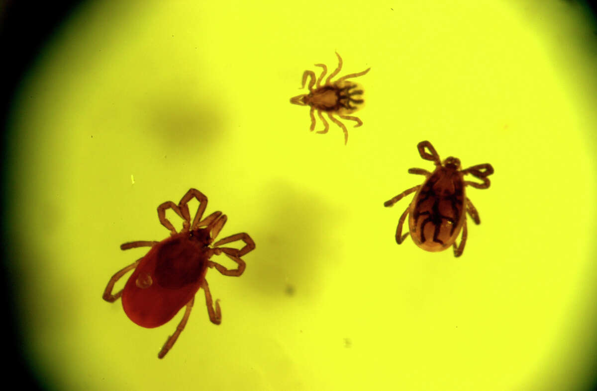 A view photographed through a microscope, shows three un-engorged deer ticks, an adult female, left, a nymph, center, and an adult male, right. Photo taken at Griffin Labs in Guilderland, NY, on Wednesday June 6, 2001. (Paul Buckowski / Times Union archive)