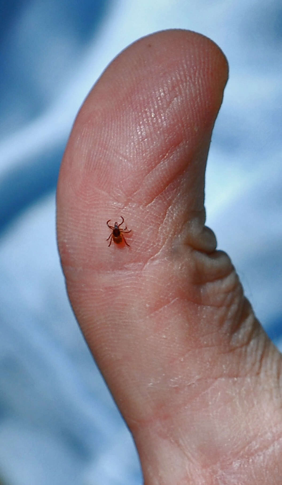 A male deer tick caught using a tick drag in a field in Ghent, NY Monday May 14, 2007. (Philip Kamrass / Times Union archive)