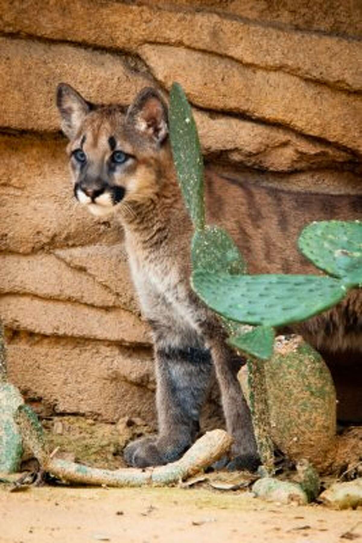 UH mascot Shasta celebrates wild birthday at Houston Zoo