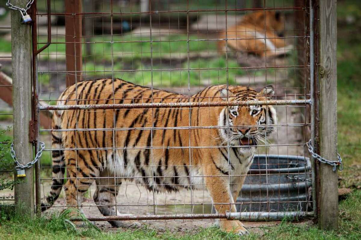 Your neighbor just might be a tiger ... or a kangaroo