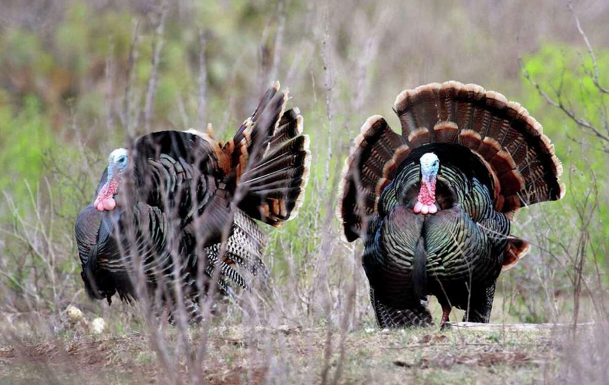 Tompkins Turkey Season Looks To Take Off After Down Year