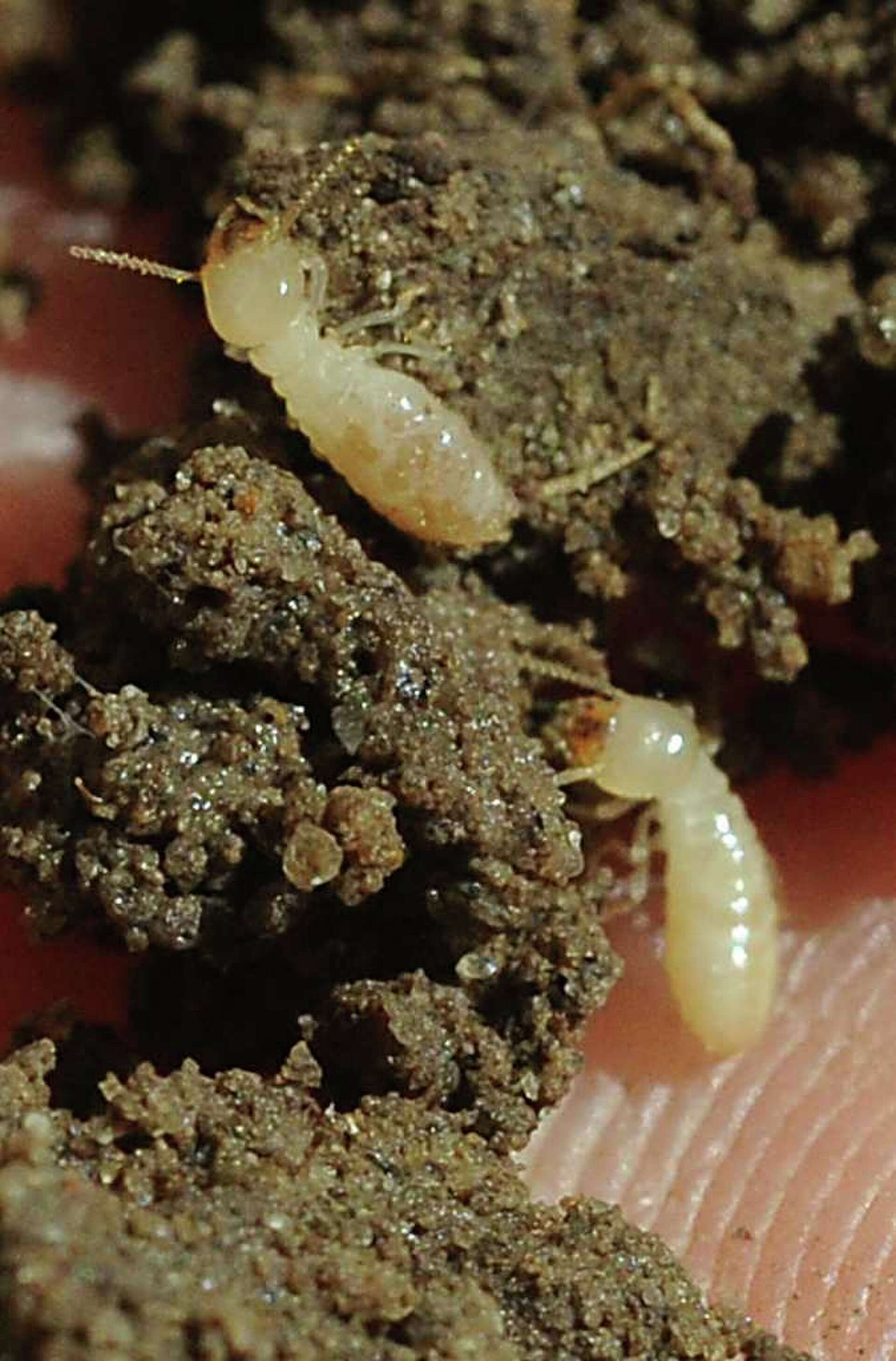 Spring Termite Spring swarming season will let you know if you have termites
