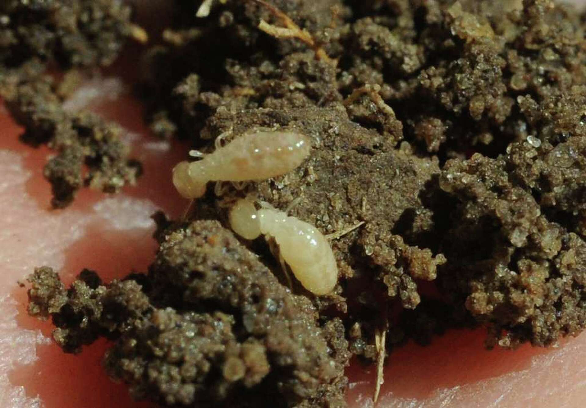 Spring Termite Spring swarming season will let you know if you have termites