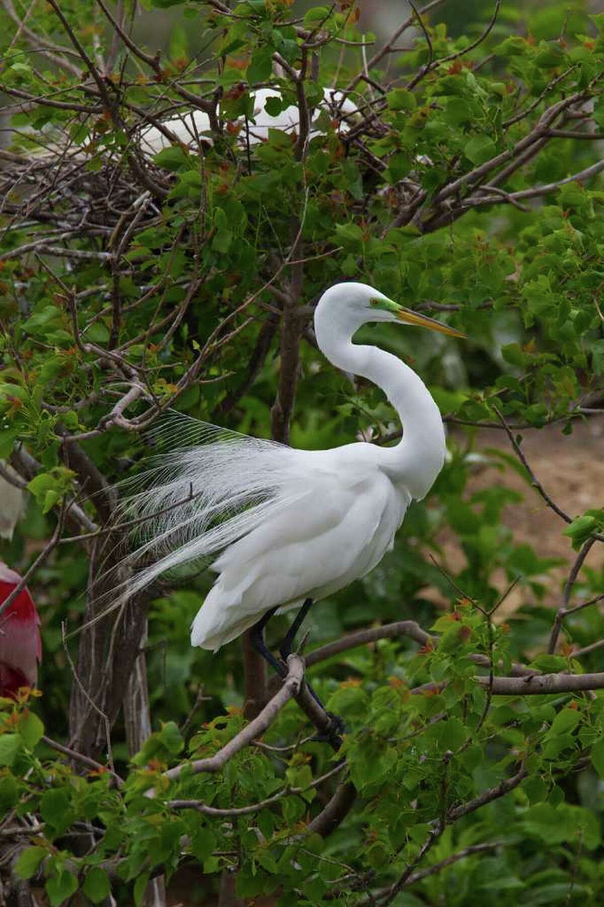 Egrets, herons and spoonbills display their plumes