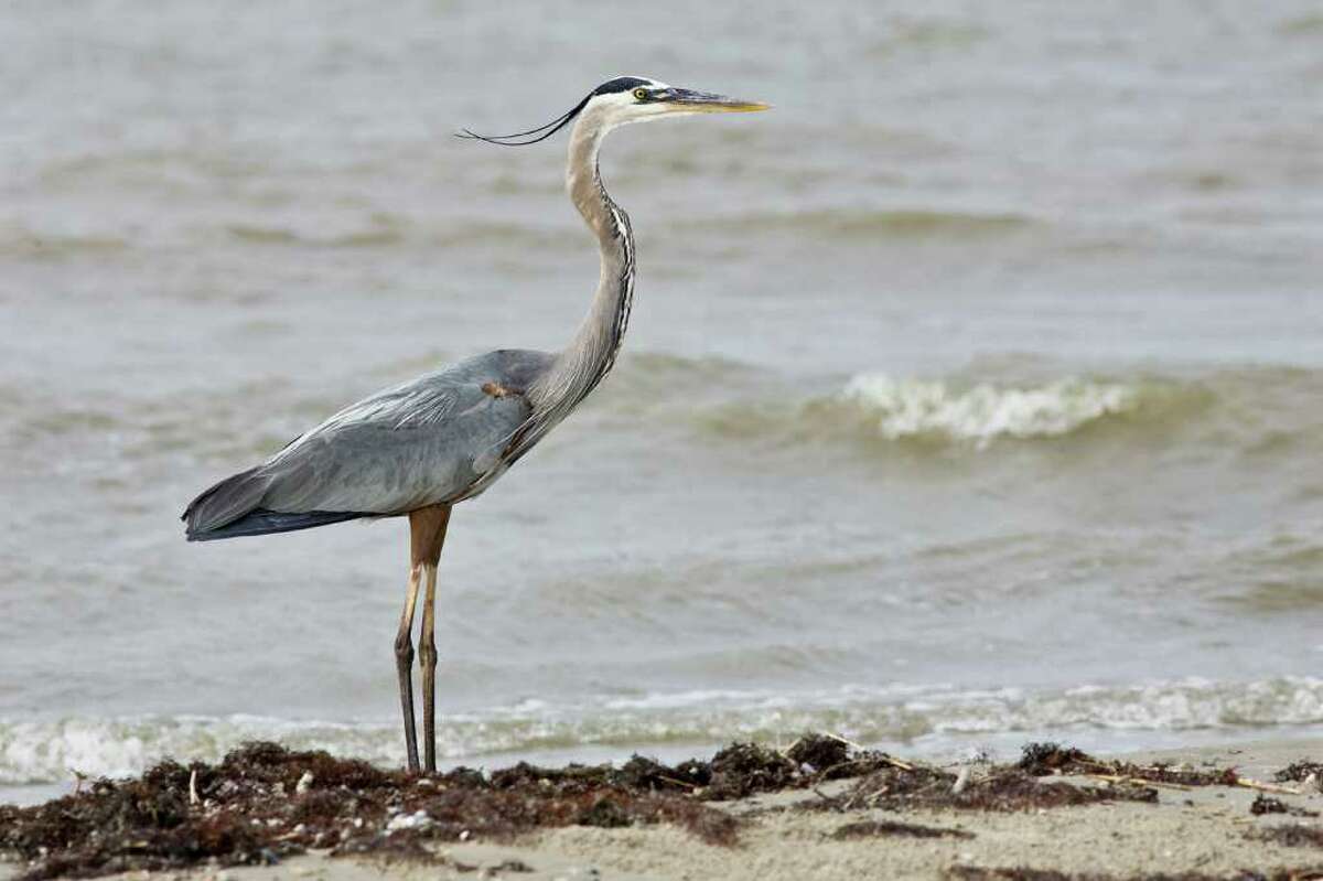 Egrets, herons and spoonbills display their plumes