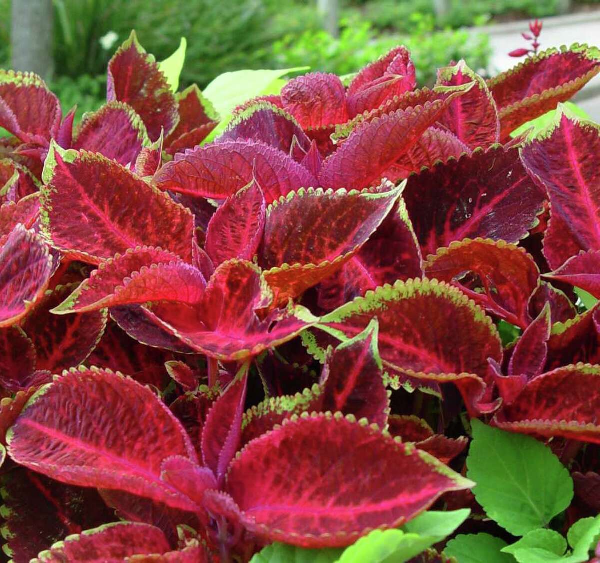 Plant flowers now and enjoy color all summer