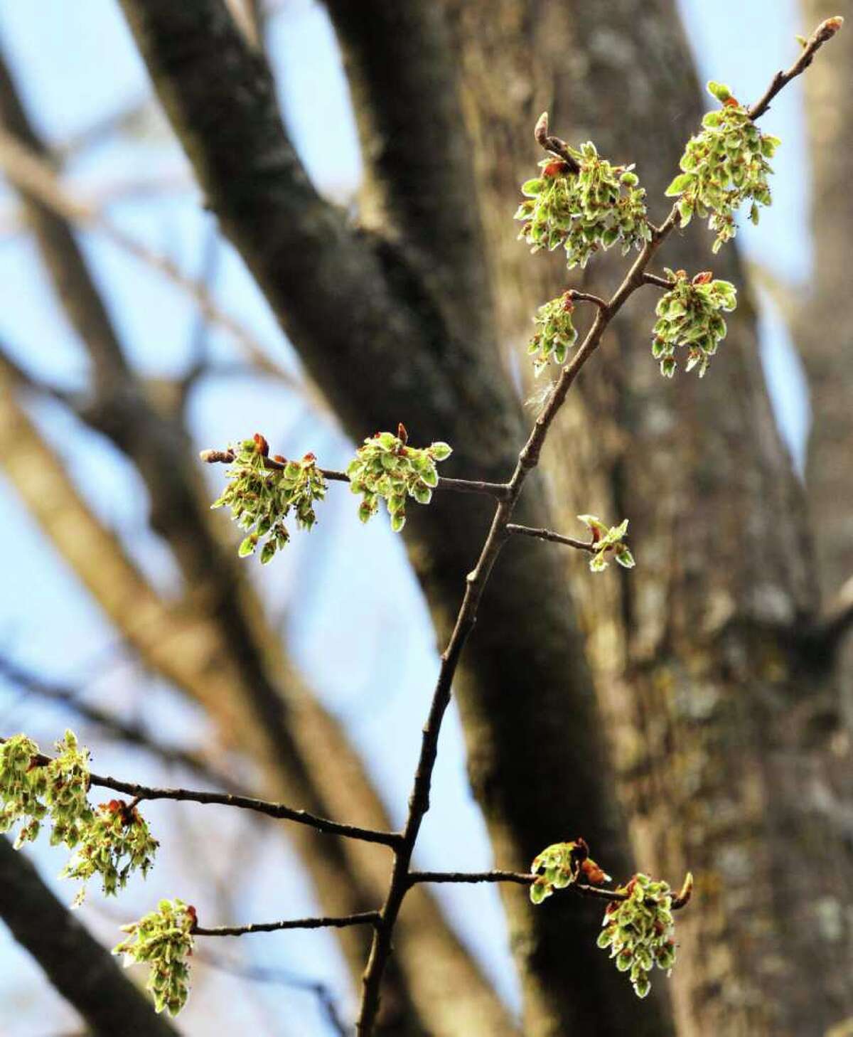 A whiff of spring allergies