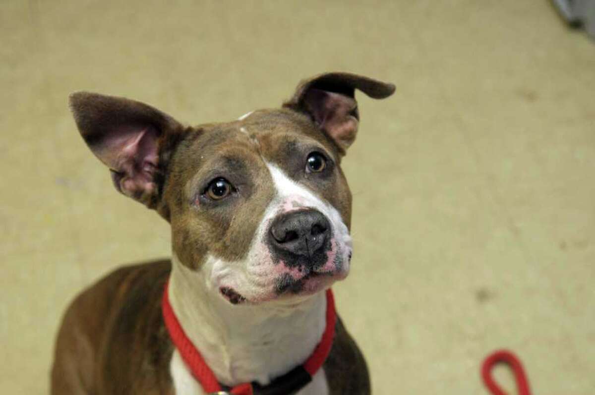 Dogs to get proper place