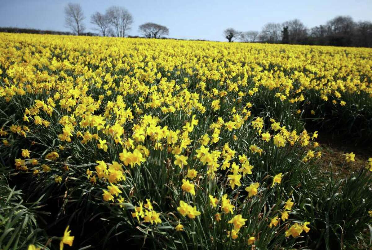 Daffodils that have been left to flower at Fentongollan Farm on March 21, 2012 near Truro, England. Despite the gloomy economic outlook, some retailers are reporting a surge in demand for daffodils, which have been traditionally grown in Cornwall as it is one of the mildest counties in the UK. Many of the cut-flower businesses still in existence today were established in the Victorian era when the new railway transport network put once remote locations in touch with the London markets.