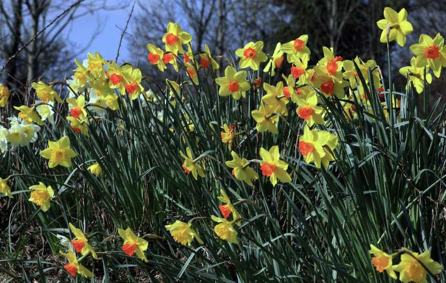 England Daffodil farm Houston Chronicle