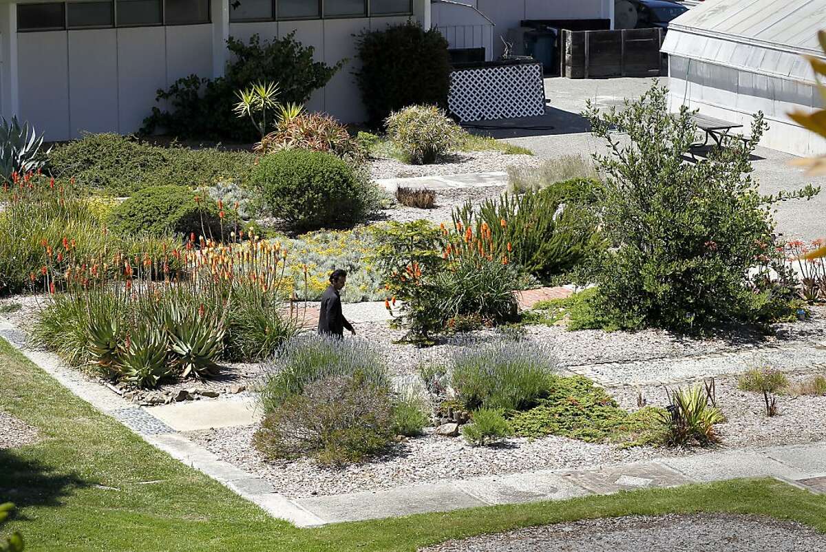 Student, Shawn Kann walks through one area of the gardens, on Friday June 17, 2011. Kann, a member of the Friends of the College of San Mateo Gardens - the students and faculty who oppose a plan by the college to turn a lush garden on campus and put up a parking lot - got a lawyer and sued to stop the project. They claim it violates California's Enviornmental Quality Act.